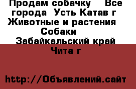 Продам собачку  - Все города, Усть-Катав г. Животные и растения » Собаки   . Забайкальский край,Чита г.